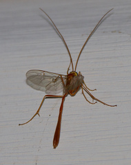 Enicospilus americanus-complex