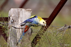 Platycercus adscitus