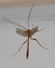 Enicospilus americanus-complex