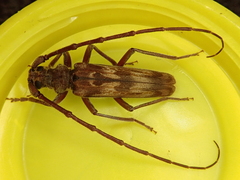 Diotimana undulata