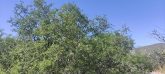 Cascabela thevetia
