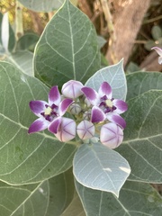 Calotropis procera