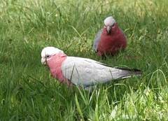 Eolophus roseicapilla albiceps