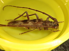 Diotimana undulata