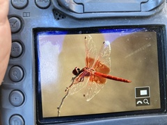 Trithemis kirbyi