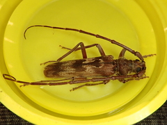 Diotimana undulata