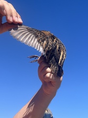 Coturnicops noveboracensis