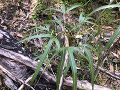 Brachychiton populneus
