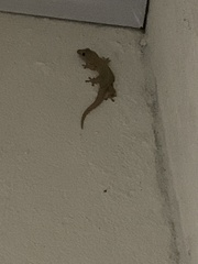 Lepidodactylus lugubris