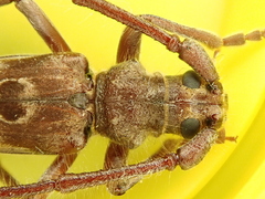 Diotimana undulata