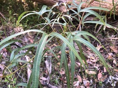 Brachychiton populneus