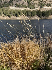 Phalaris arundinacea