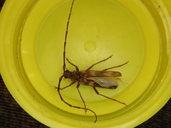 Diotimana undulata