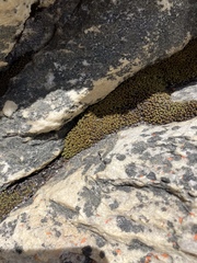 Trichostomum brachydontium