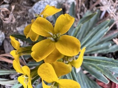 Erysimum
