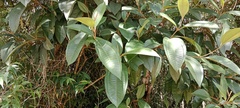 Miconia impetiolaris
