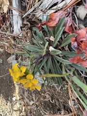 Erysimum