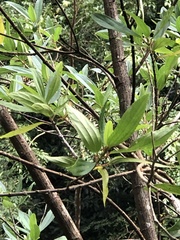 Boehmeria densiflora