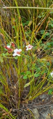 Adenandra uniflora