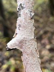 Byssomerulius corium