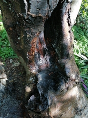 Tliltocatl epicureanus