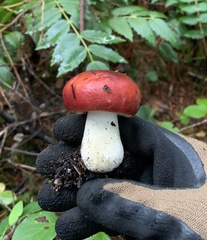 Russula emetica