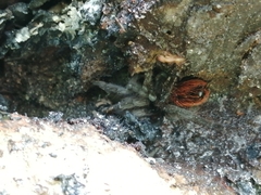 Tliltocatl epicureanus