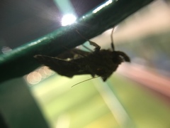 Plusiopalpa adrasta