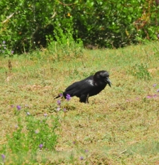 Corvus capensis