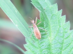 Nabis limbatus