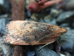 Phaeosaces coarctatella