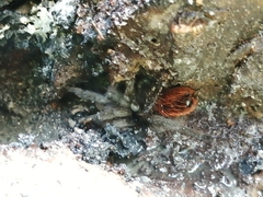 Tliltocatl epicureanus