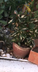 Graptophyllum pictum