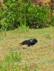 Corvus capensis
