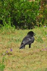 Corvus capensis