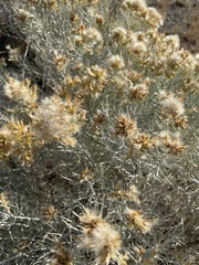 Ericameria nauseosa