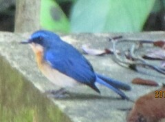 Cyornis turcosus