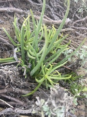 Conicosia pugioniformis