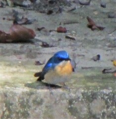 Cyornis turcosus
