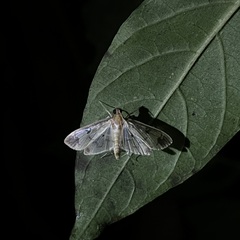 Spilomelinae