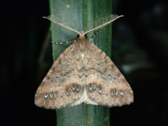 Pseudocoremia christiani