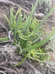 Conicosia pugioniformis