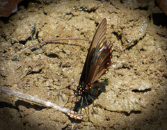 Battus polydamas polydamas