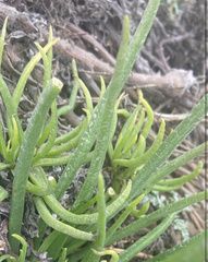 Conicosia pugioniformis