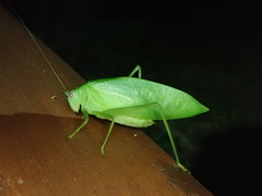 Caedicia noctivaga