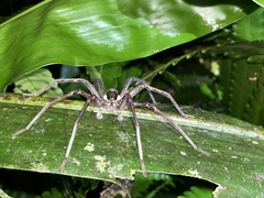 Ancylometes bogotensis