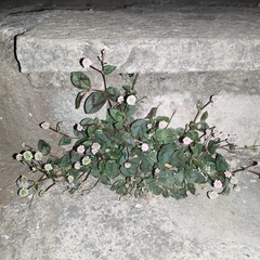 Persicaria capitata