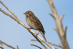 Passerculus sandwichensis