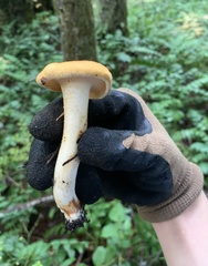 Cantharellus formosus