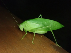 Caedicia noctivaga